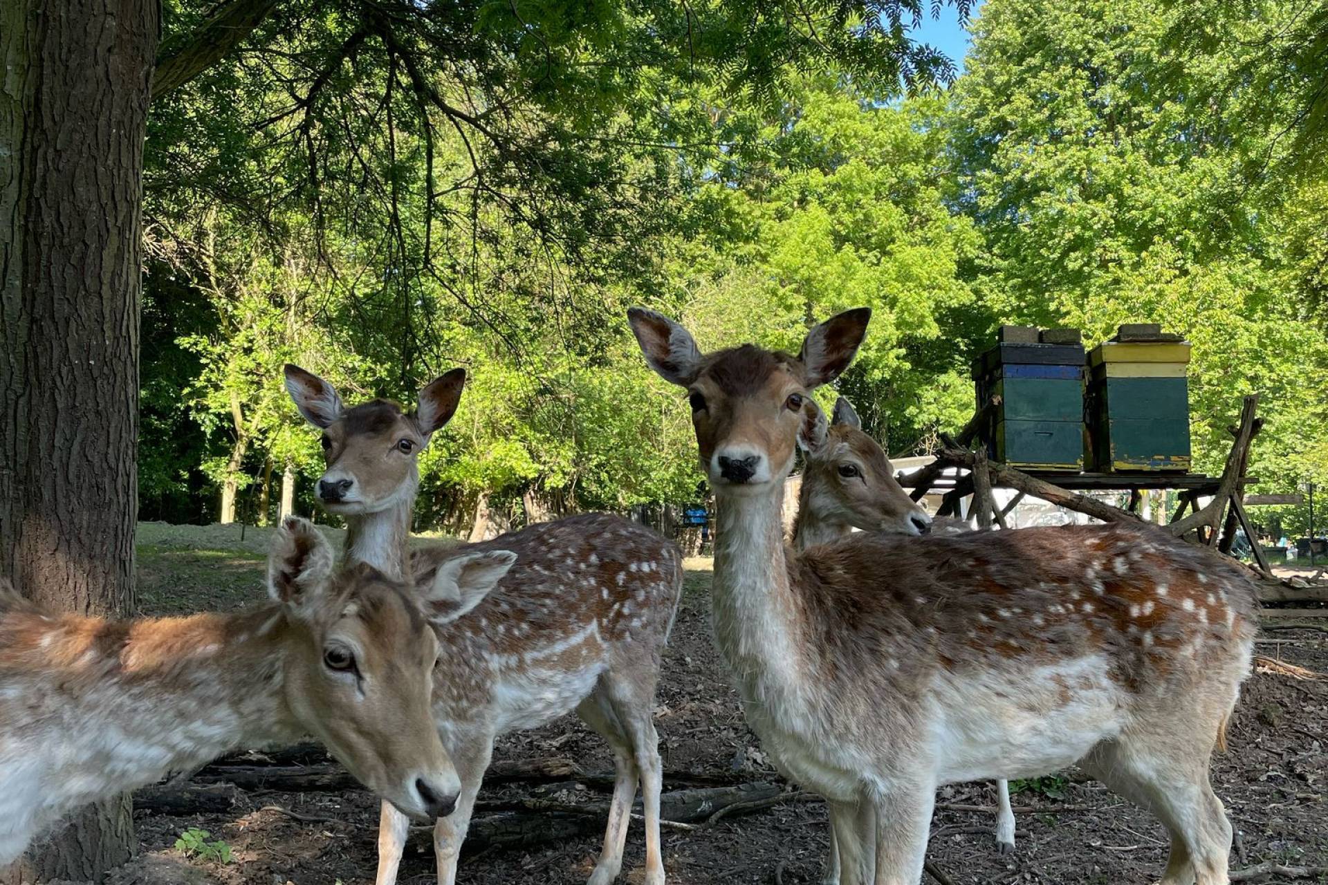 Kiwanis ‘s-Hertogenbosch, Den Bosch